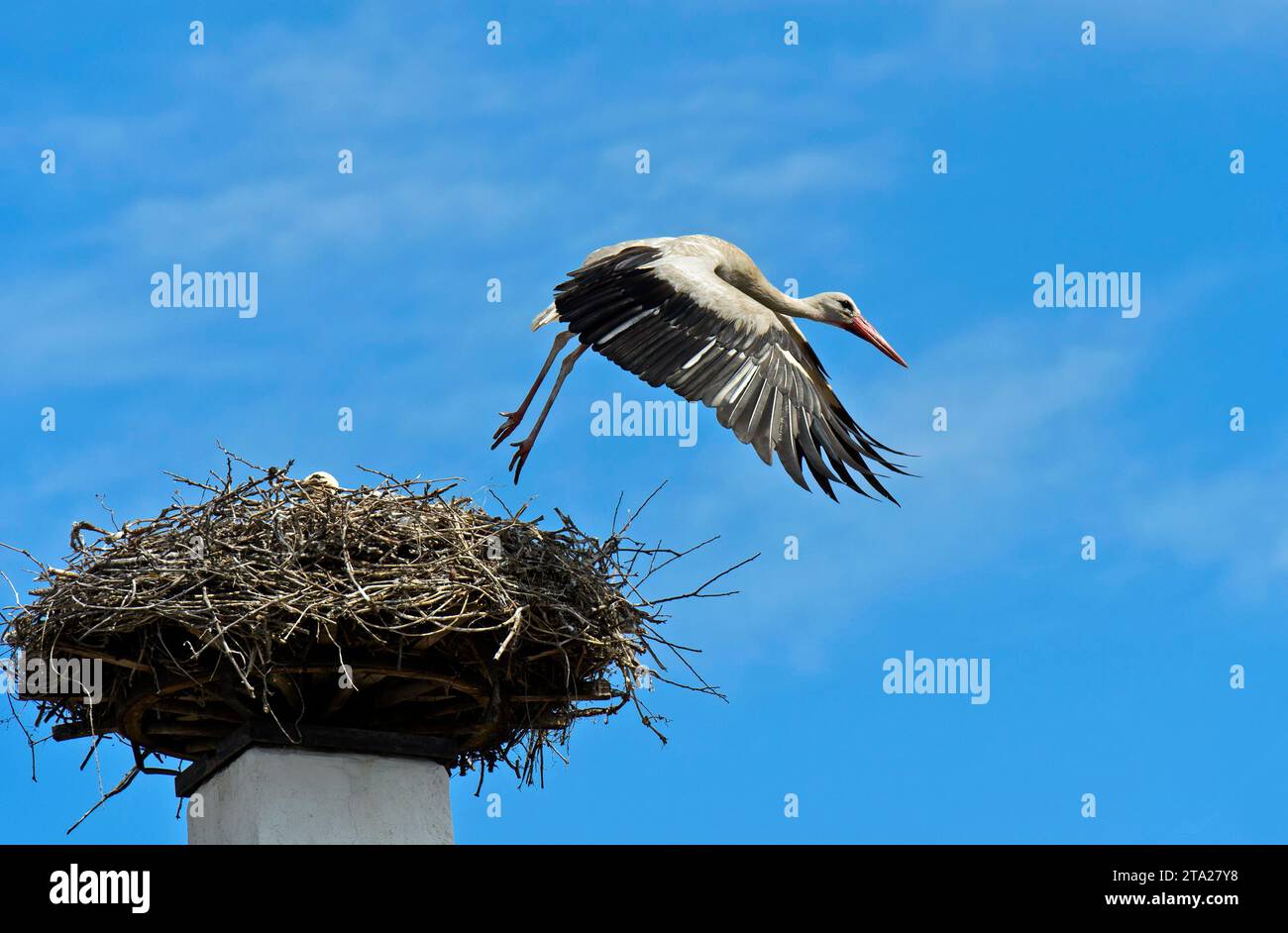 Cura delle covate di cicogna bianca (Ciconia ciconia), l'uccello adulto vola lontano dal nido su un camino, Rust, Burgenland, Austria Foto Stock