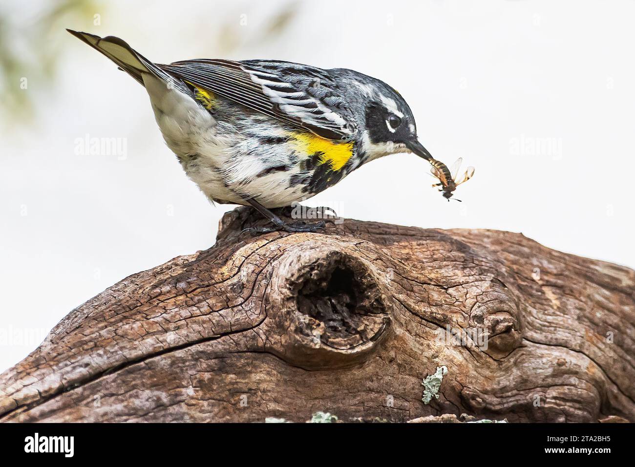 Giallo-rumped trillo con preda di insetti Foto Stock