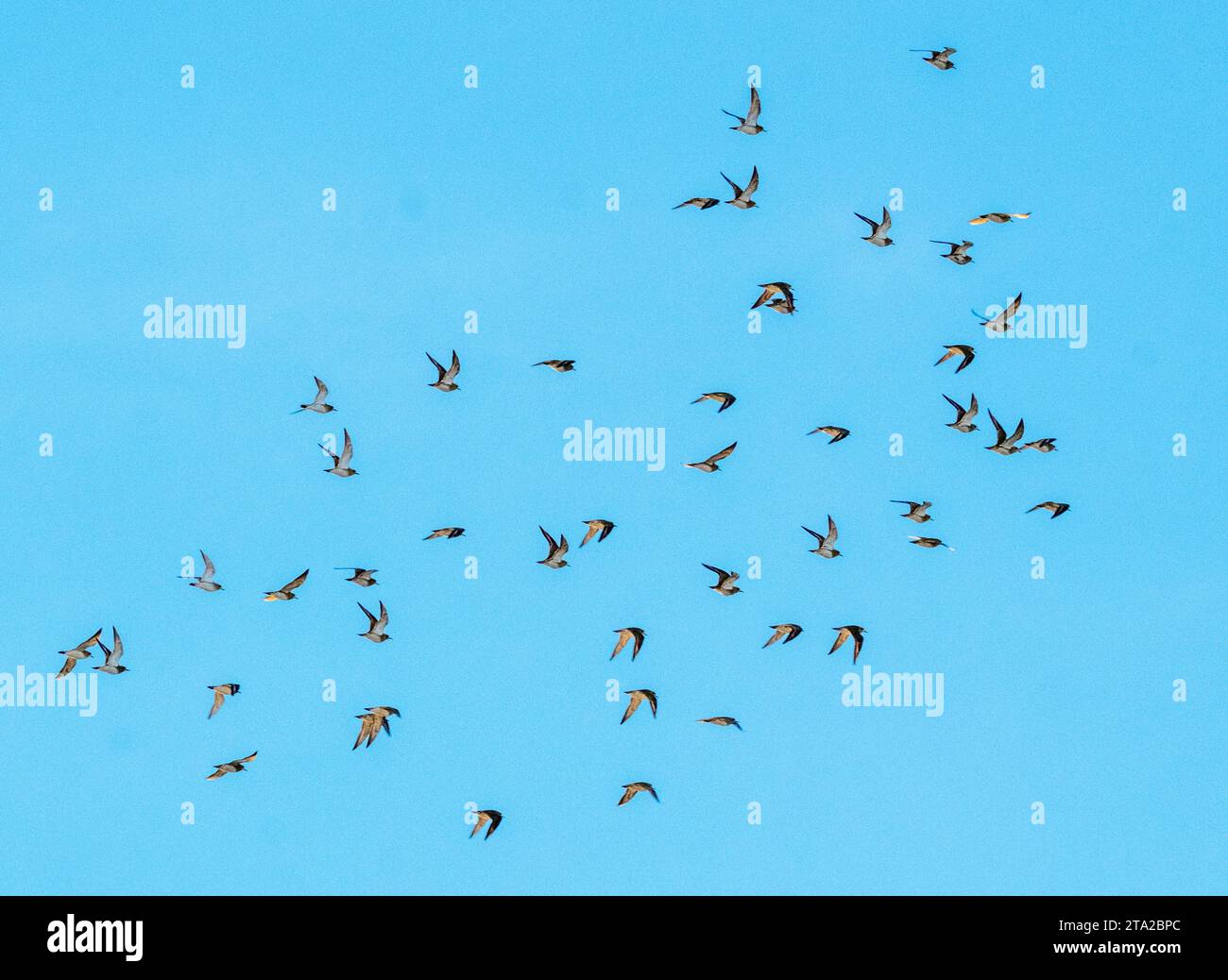 Un gregge di Plover d'oro europeo (Pluvialis apricaria) in volo al tramonto, Paphos, Cipro. Foto Stock