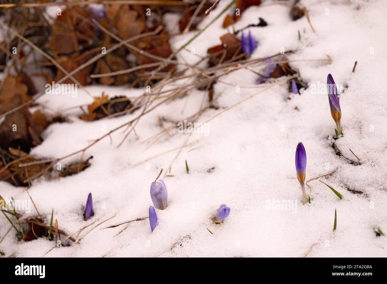 Fiori blu emergono da sotto la neve. Foto Stock