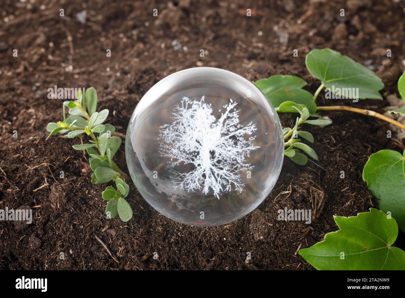 sfera di cristallo e terreno davanti a sfondo bianco Foto Stock