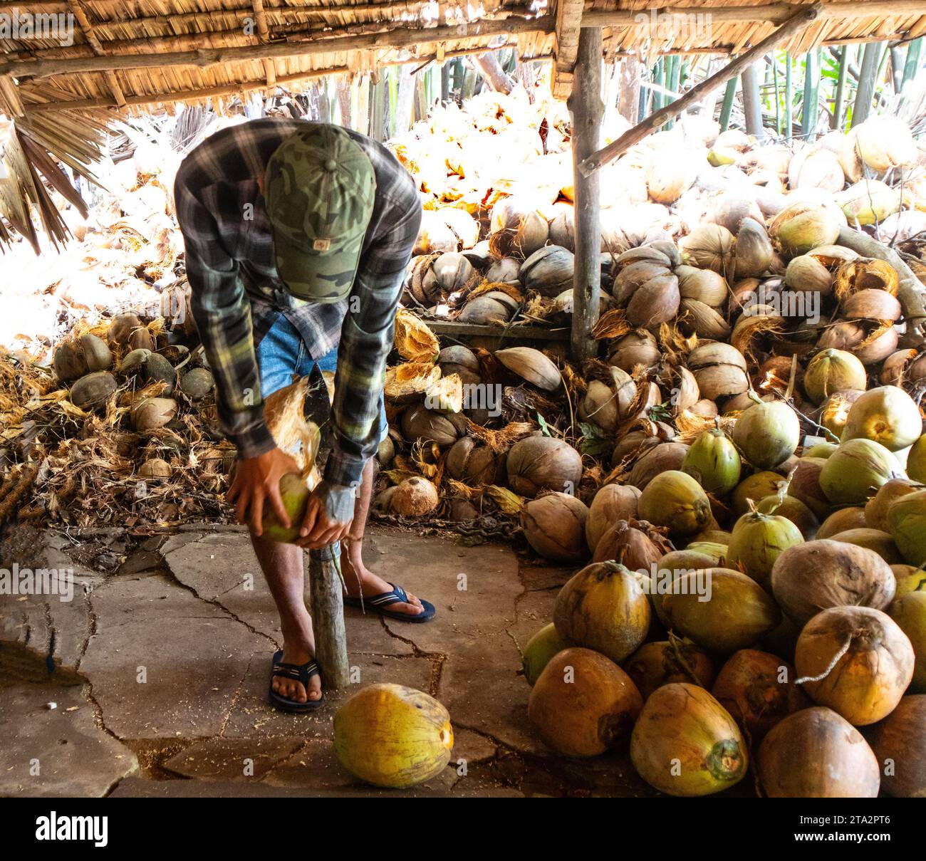 Tagliare le noci di cocco. Vietnam Foto Stock