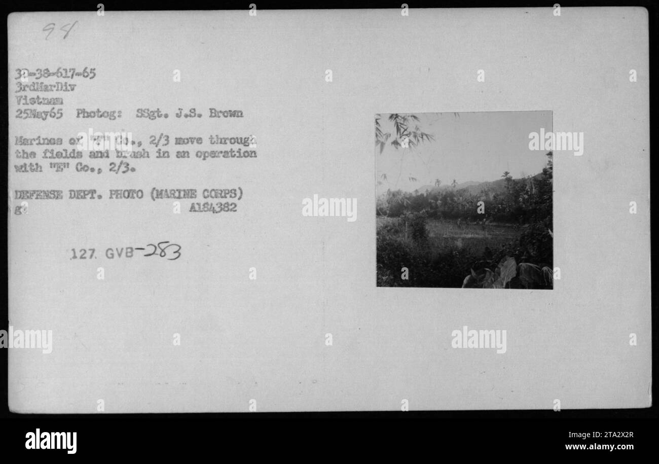 I Marines della compagnia G, 2/3 Battaglione conducono una pattuglia attraverso i campi e spazzolano in Vietnam il 25 maggio 1965, come parte delle operazioni militari durante la guerra del Vietnam. Foto Stock