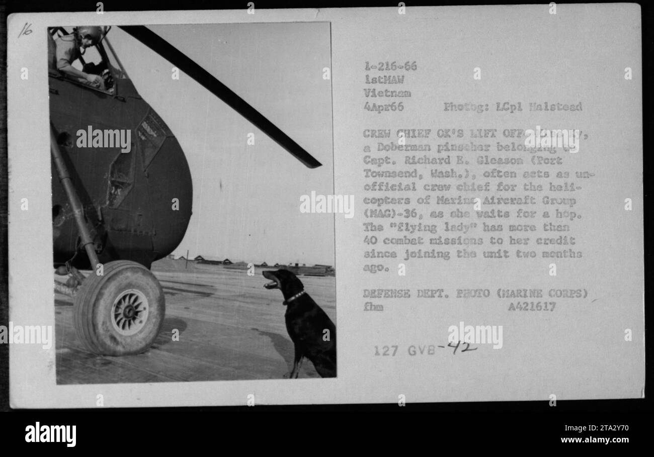 Didascalia: "4 aprile 1966 - Doberman pinscher, Hies Ky, appartenente al capitano Richard E. Gleason, funge da capo d'equipaggio non ufficiale per gli elicotteri del Mexine Aircraft Group (MAG)-36 in Vietnam. Il cane ha più di 40 missioni di combattimento a suo merito da quando è entrato nell'unità due mesi fa. Fotografia scattata da LCpl Halstead." Foto Stock