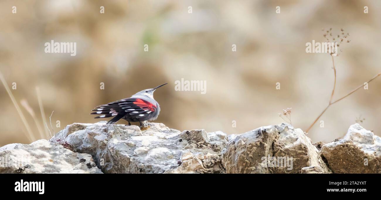 Tichodroma muraria salta sulla roccia e cerca cibo nelle fessure della roccia, la foto migliore. Foto Stock