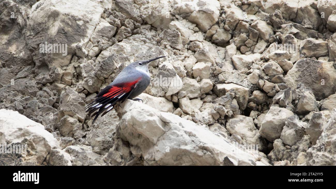 Tichodroma muraria salta sulla roccia e cerca cibo nelle fessure della roccia, la foto migliore. Foto Stock