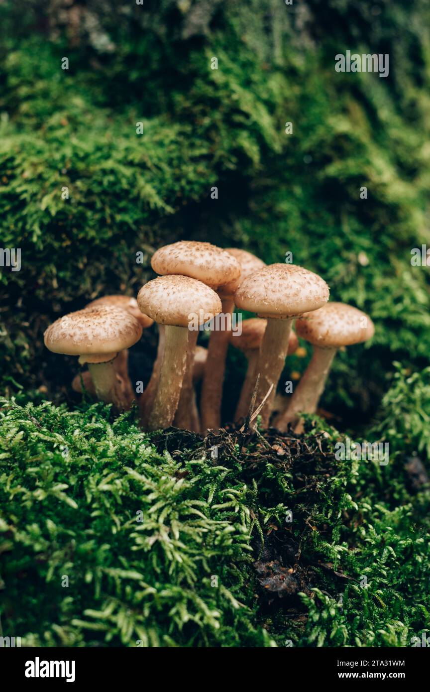 Funghi freschi al miele della foresta Foto Stock