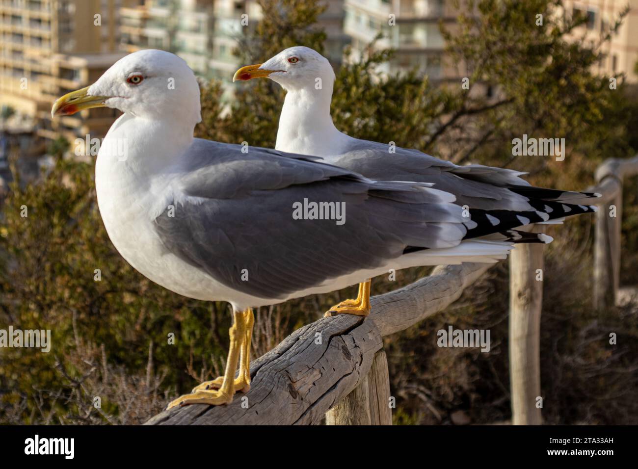 Due gabbiani in piedi fianco a fianco su una ringhiera di legno e osservano lo skyline della città Foto Stock