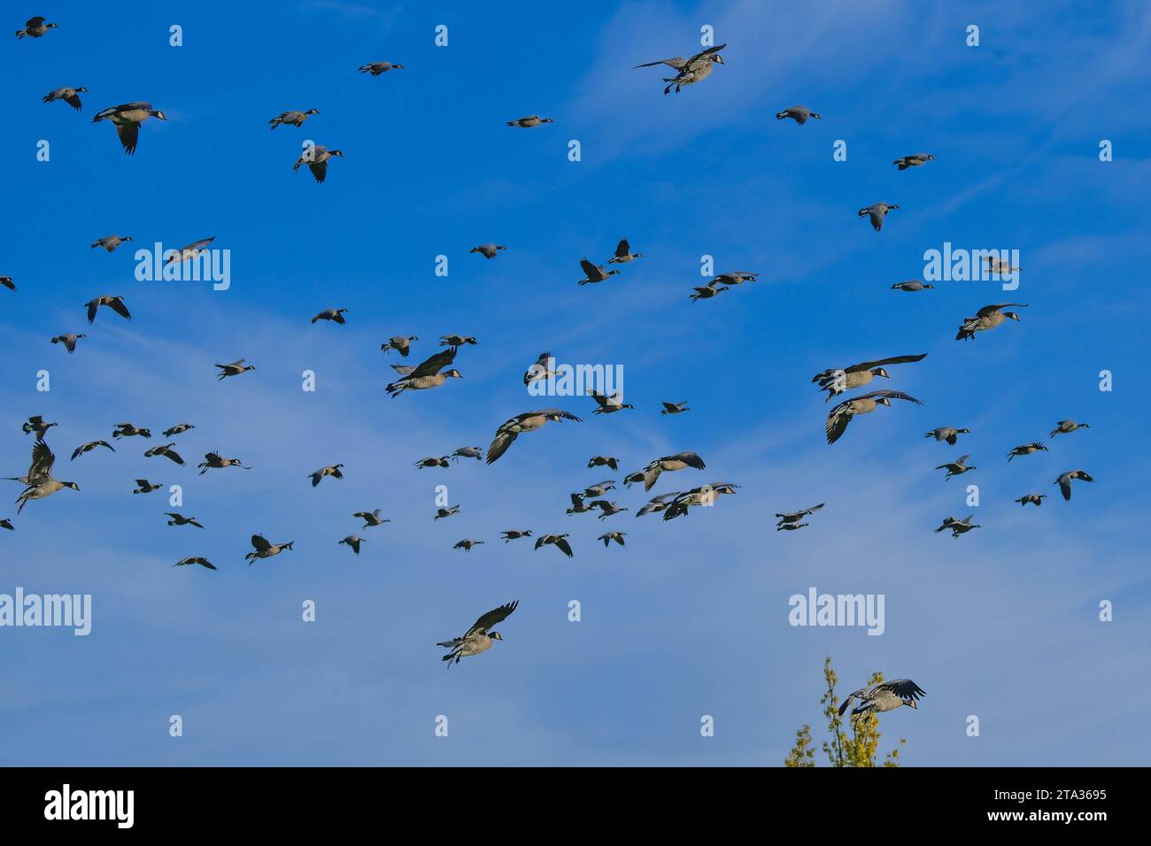 Oche in volo, Deer Lake Park, Burnaby, British Columbia, Canada Foto Stock