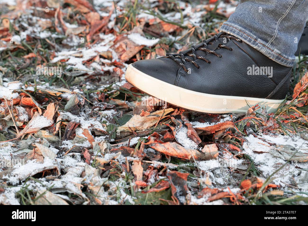 un uomo cammina attraverso le foglie autunnali ricoperte di neve. passeggia attraverso la foresta nel tardo autunno. fine autunno. prima neve. Foto Stock