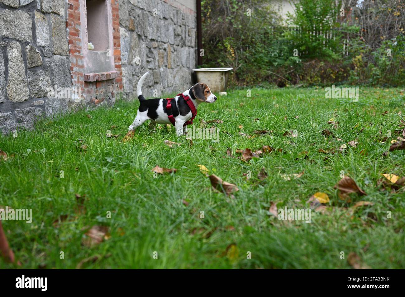 Un cane beagle seduto sull'erba in un giardino sul retro con un'imbracatura rossa, che guarda verso la fotocamera. Foglie autunnali e pareti di pietre nel dorso Foto Stock