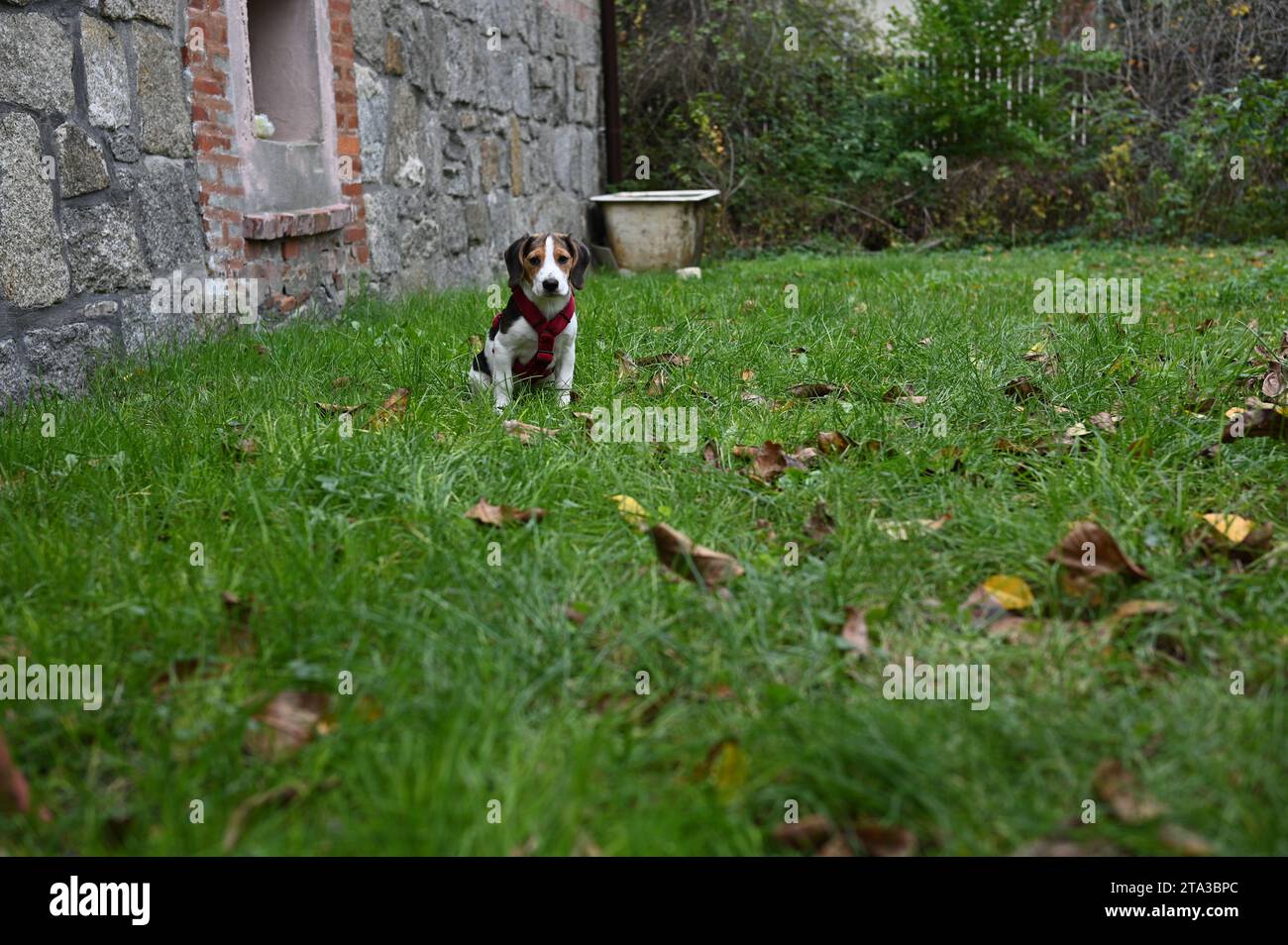 Un cane beagle seduto sull'erba in un giardino sul retro con un'imbracatura rossa, che guarda verso la fotocamera. Foglie autunnali e pareti di pietre nel dorso Foto Stock