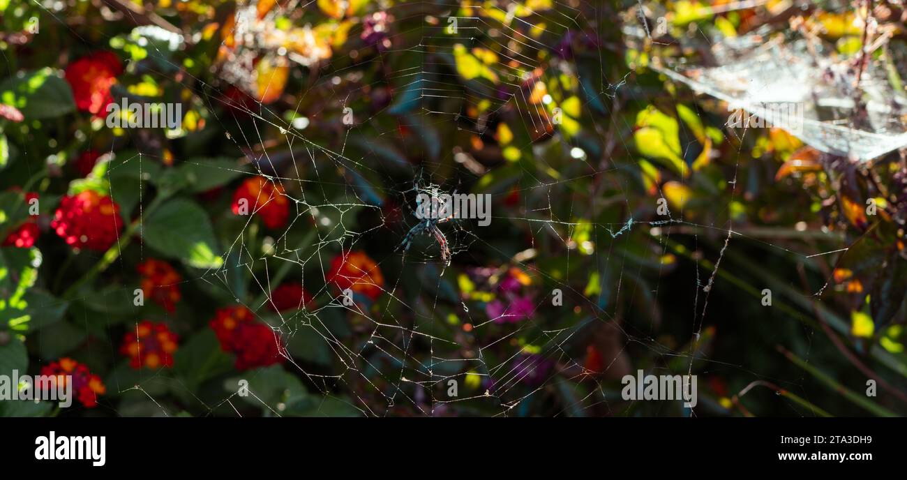 Un primo piano di un ragno arroccato nella sua intricata rete, con una pianta verde vibrante e fiori colorati sullo sfondo Foto Stock