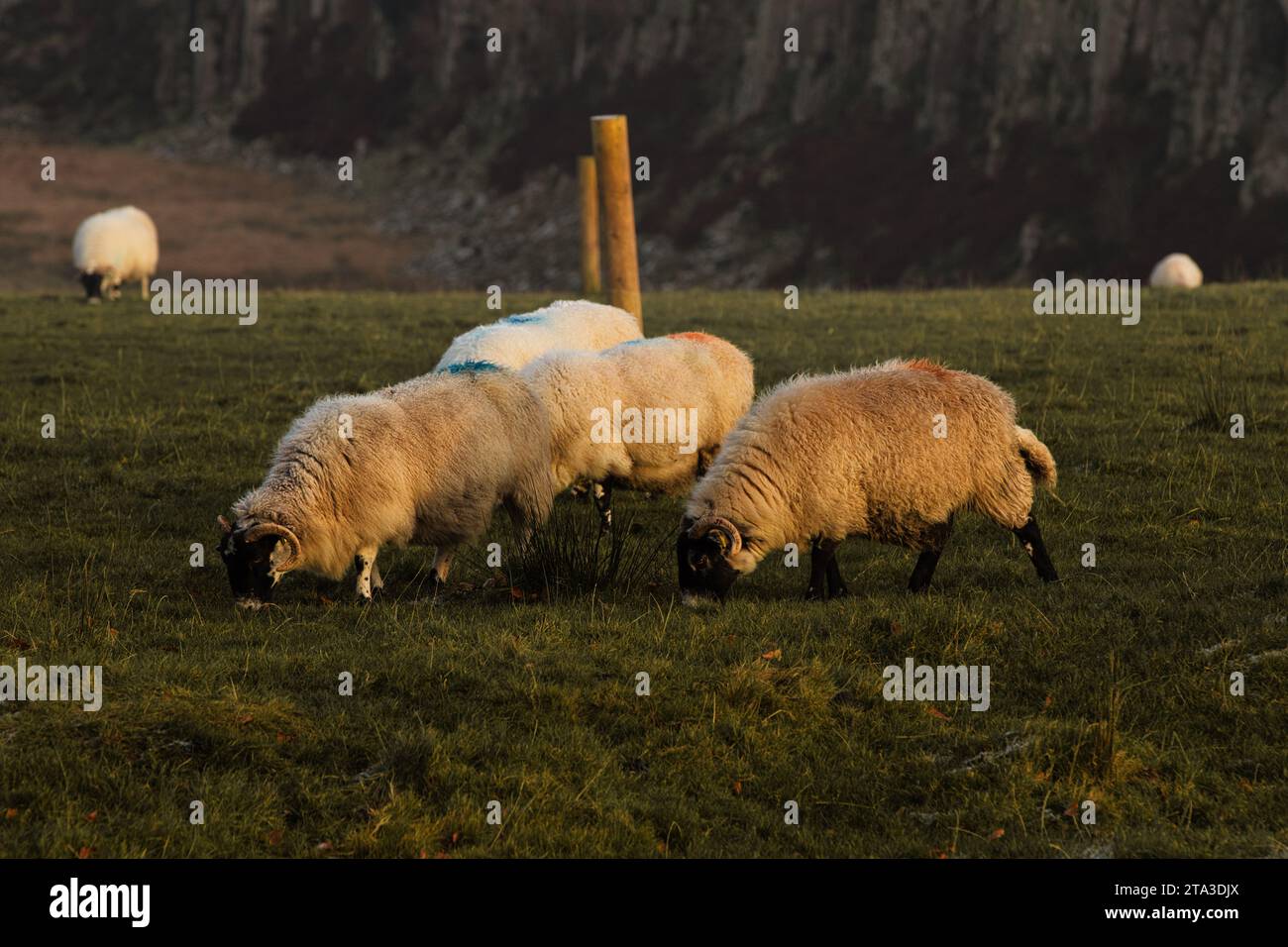 Foto delle pecore nel campo Foto Stock