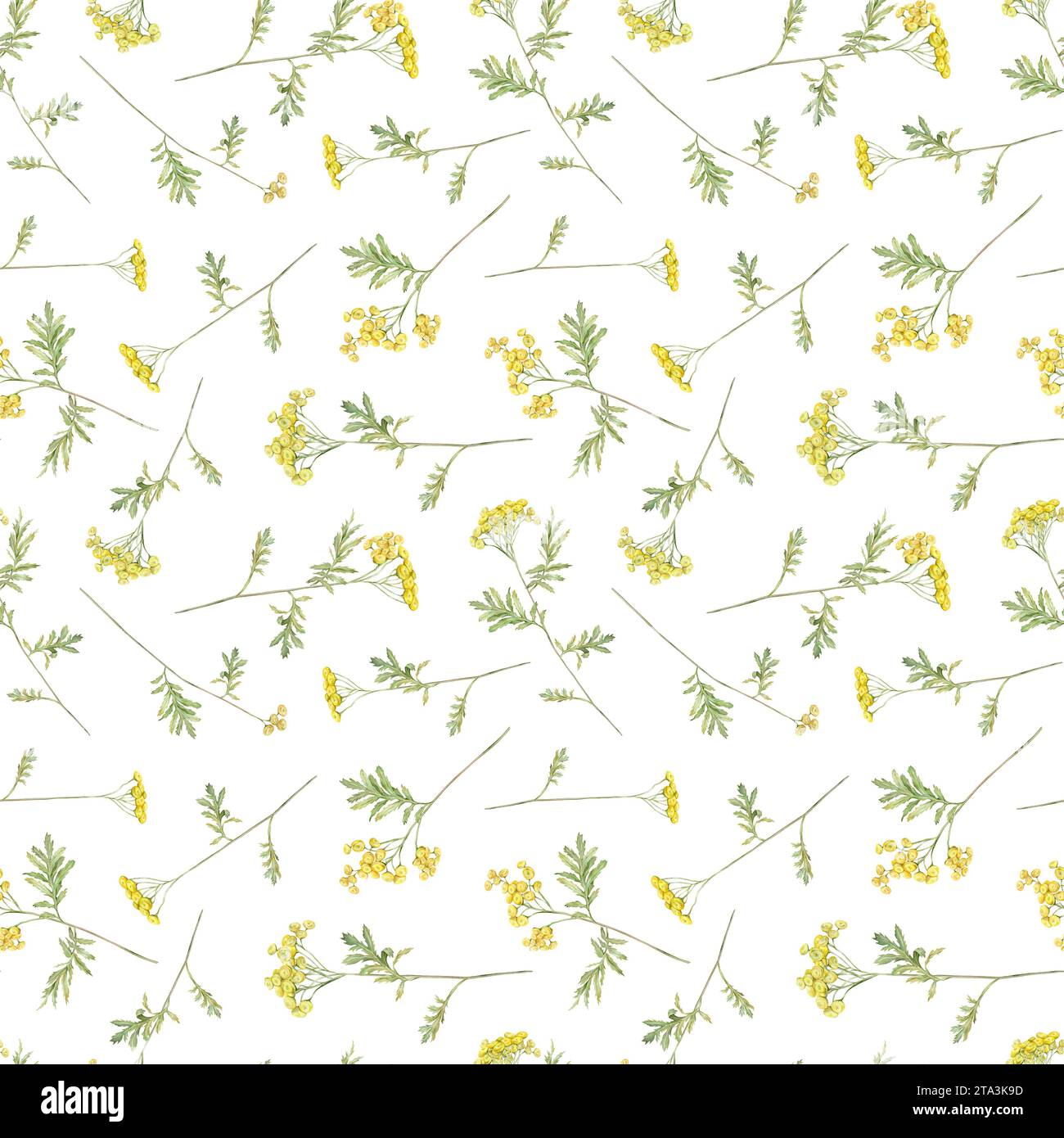 Pattern ad acquerello senza cuciture comune tansy. Fiori da campo gialli. Immagine disegnata a mano sfondo isolato. Carta da parati con medicinale botanico Foto Stock