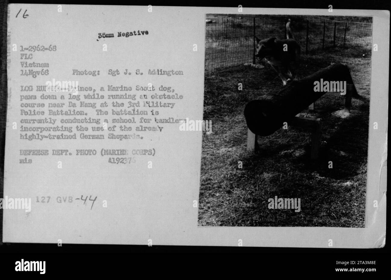 Il cane Prince, addestrato da Marino Saout, ha tenuto un corso di log ostacoli presso il 3rd Military Police Battalion a da Hang, Vietnam, il 14 novembre 1968, durante una scuola di handler con pastori tedeschi. Fotografia del sergente J.S. Adlington, Dipartimento della difesa. Foto Stock