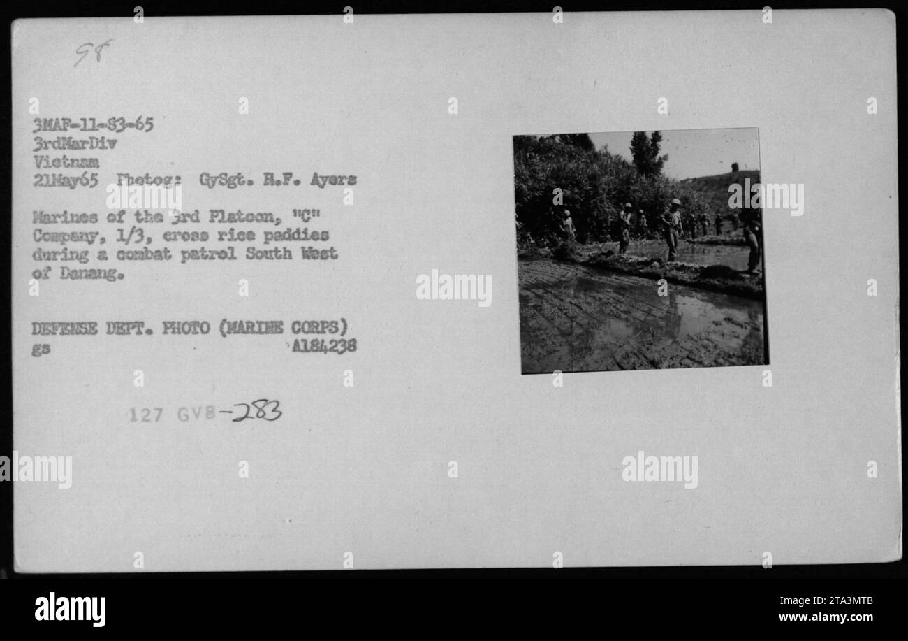 Il 21 maggio 1965, i Marines del 3rd Platoon, compagnia C, 1/3 Battaglione condussero una pattuglia di combattimento nelle risaie a sud-ovest di Danang, in Vietnam. Foto Stock