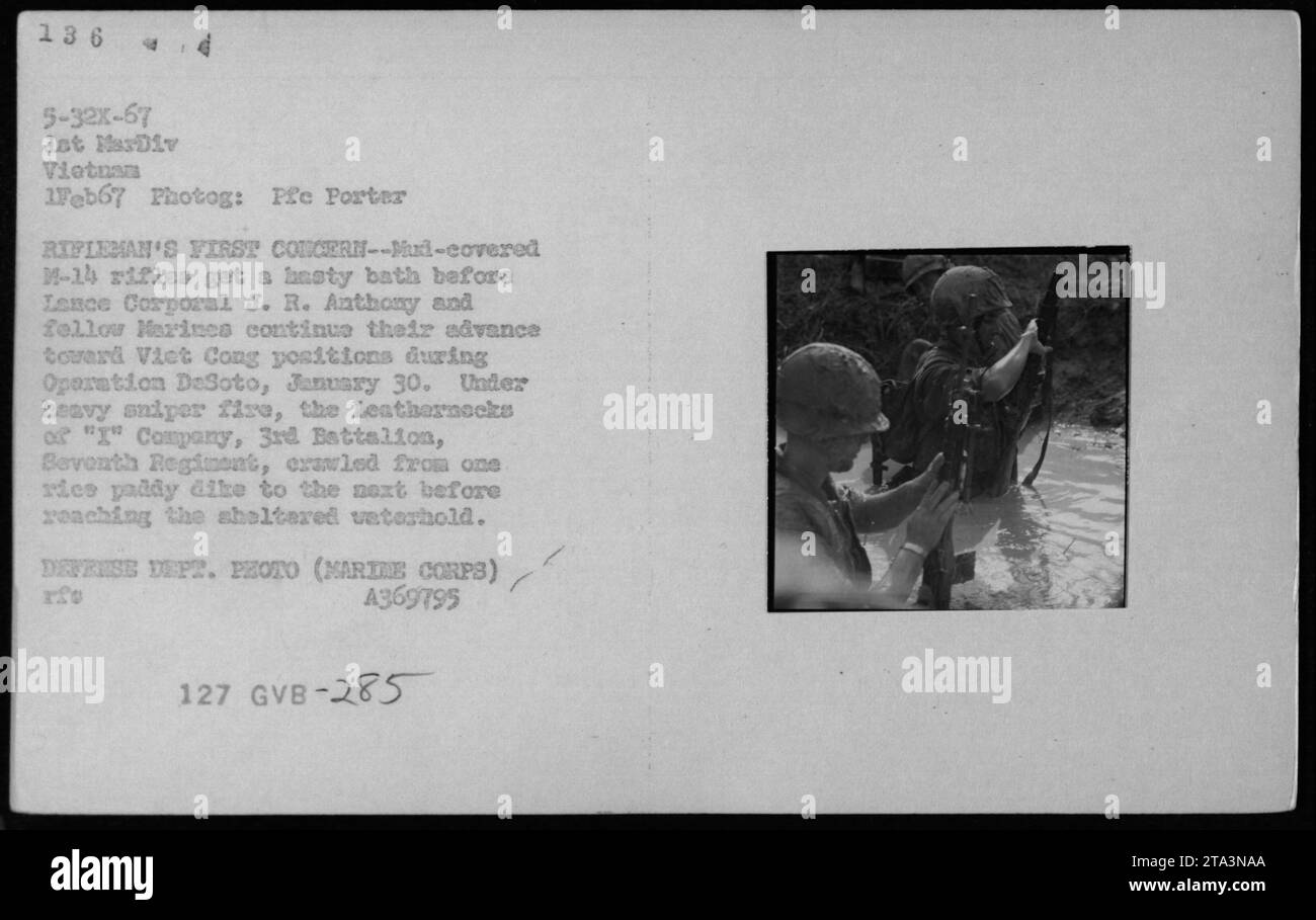 Marines of i Company, 3rd Battalion, 7th Marine Regiment, ripulisce i fucili M-14 e avanza verso le posizioni dei Viet Cong durante l'operazione DeSoto il 30 gennaio 1967, sotto il fuoco dei cecchini attraverso dighe di risaie fino a una pozza d'acqua riparata. Foto Stock