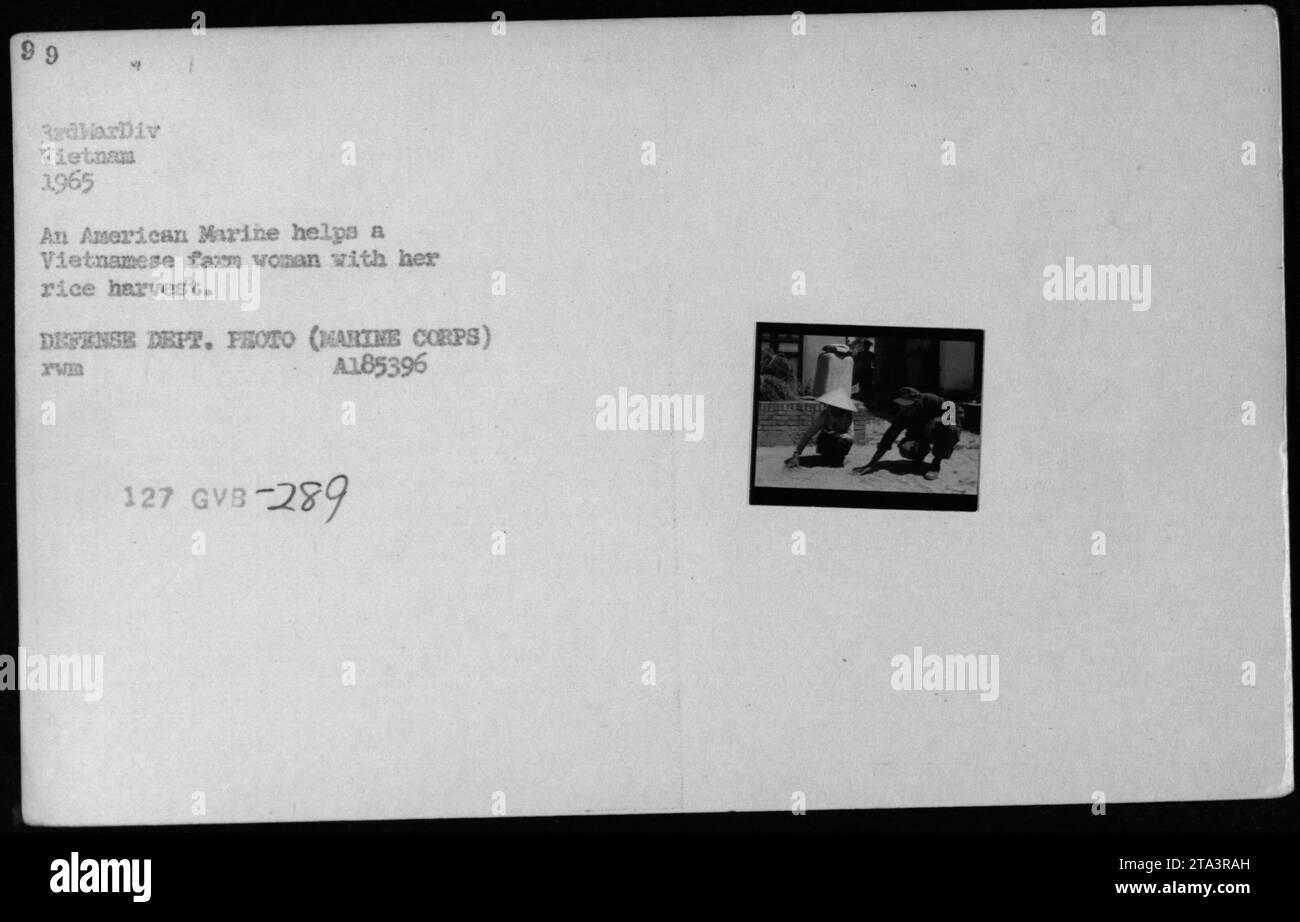 Nel 1965, un Marine americano assistette una donna agricola vietnamita con la raccolta del riso in Vietnam, rappresentando interazioni tra persone tra personale militare e civili locali. Foto Stock