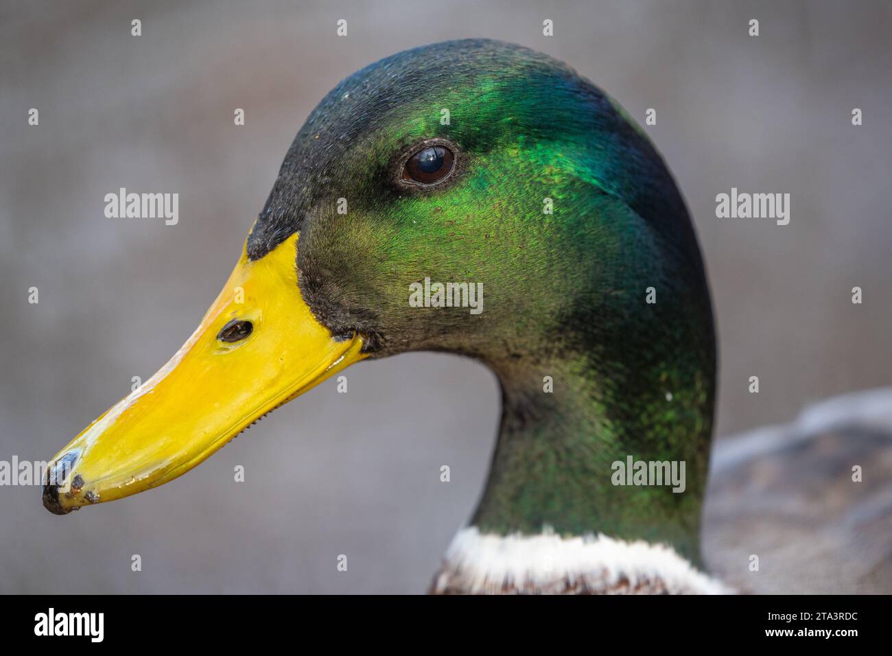 Foto ravvicinata di Mallard Duck maschio Foto Stock