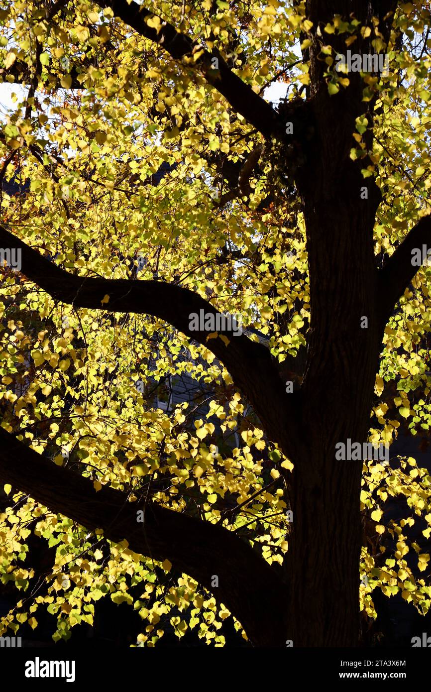 Tronco di albero scuro e foglie gialle a Lakewood, Ohio, durante l'autunno del 2023 Foto Stock