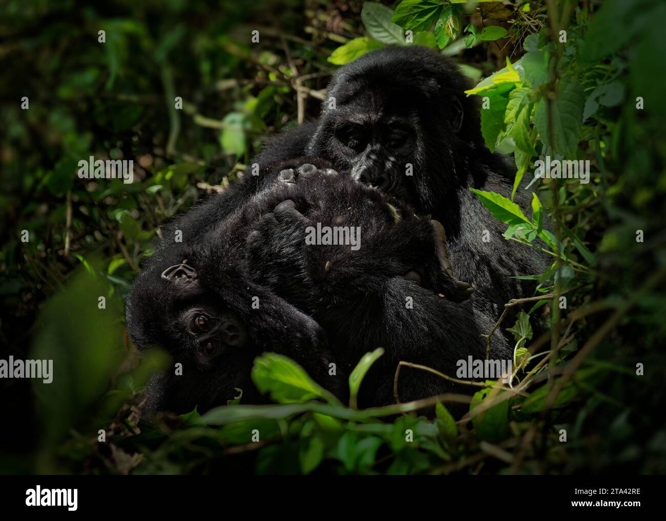 Gorilla Orientale - Gorilla beringei ha messo in pericolo il più grande primate vivente, gorilla di pianura o gorilla di Grauer (graueri) nel verde della pioggia Foto Stock