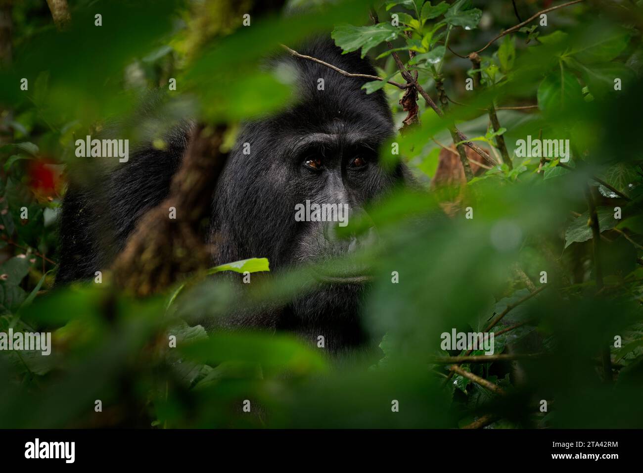 Gorilla Orientale - Gorilla beringei ha messo in pericolo il più grande primate vivente, gorilla di pianura o gorilla di Grauer (graueri) nel verde della pioggia Foto Stock