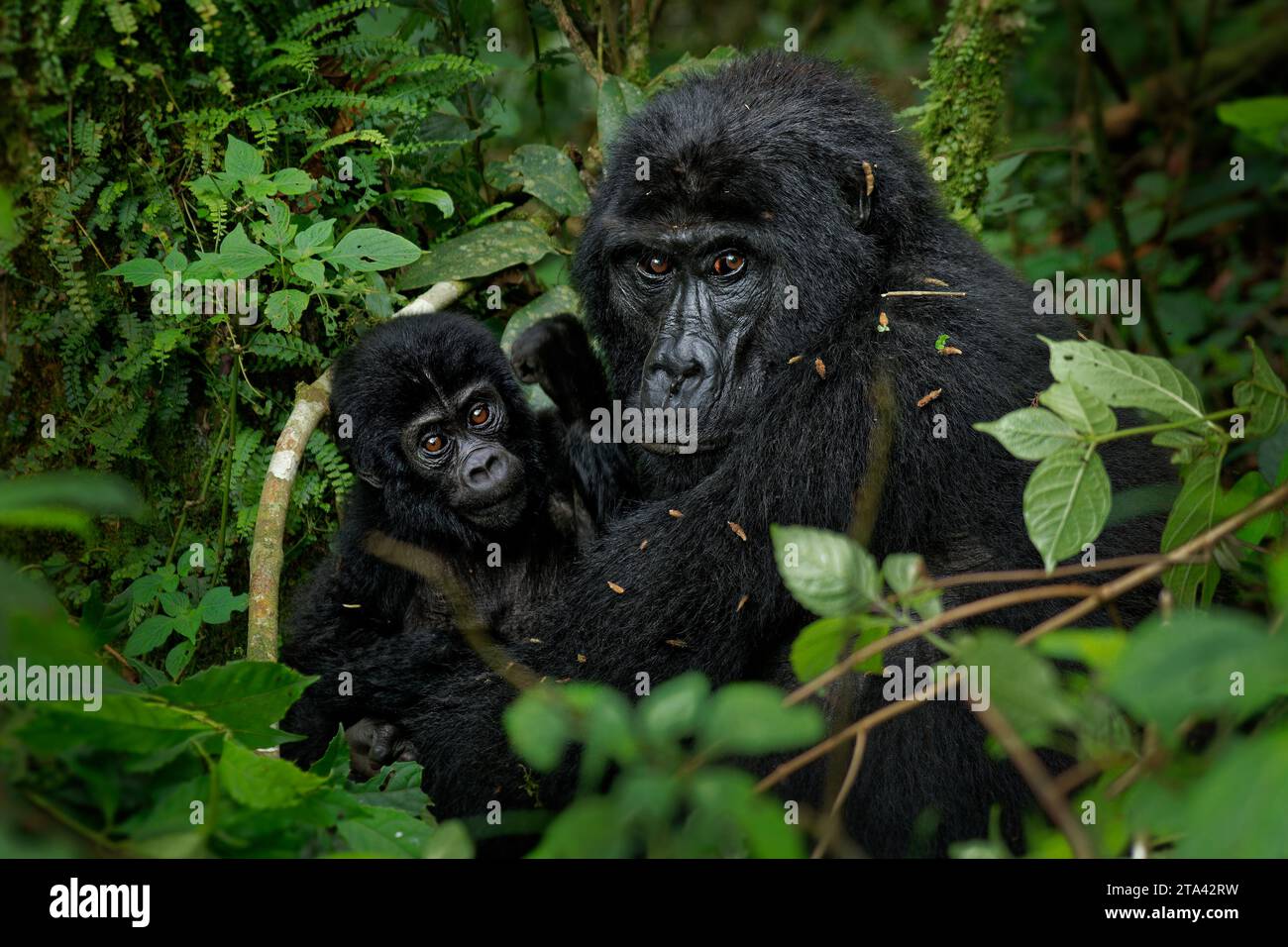 Gorilla Orientale - Gorilla beringei ha messo in pericolo il più grande primate vivente, gorilla di pianura o gorilla di Grauer (graueri) nel verde della pioggia Foto Stock