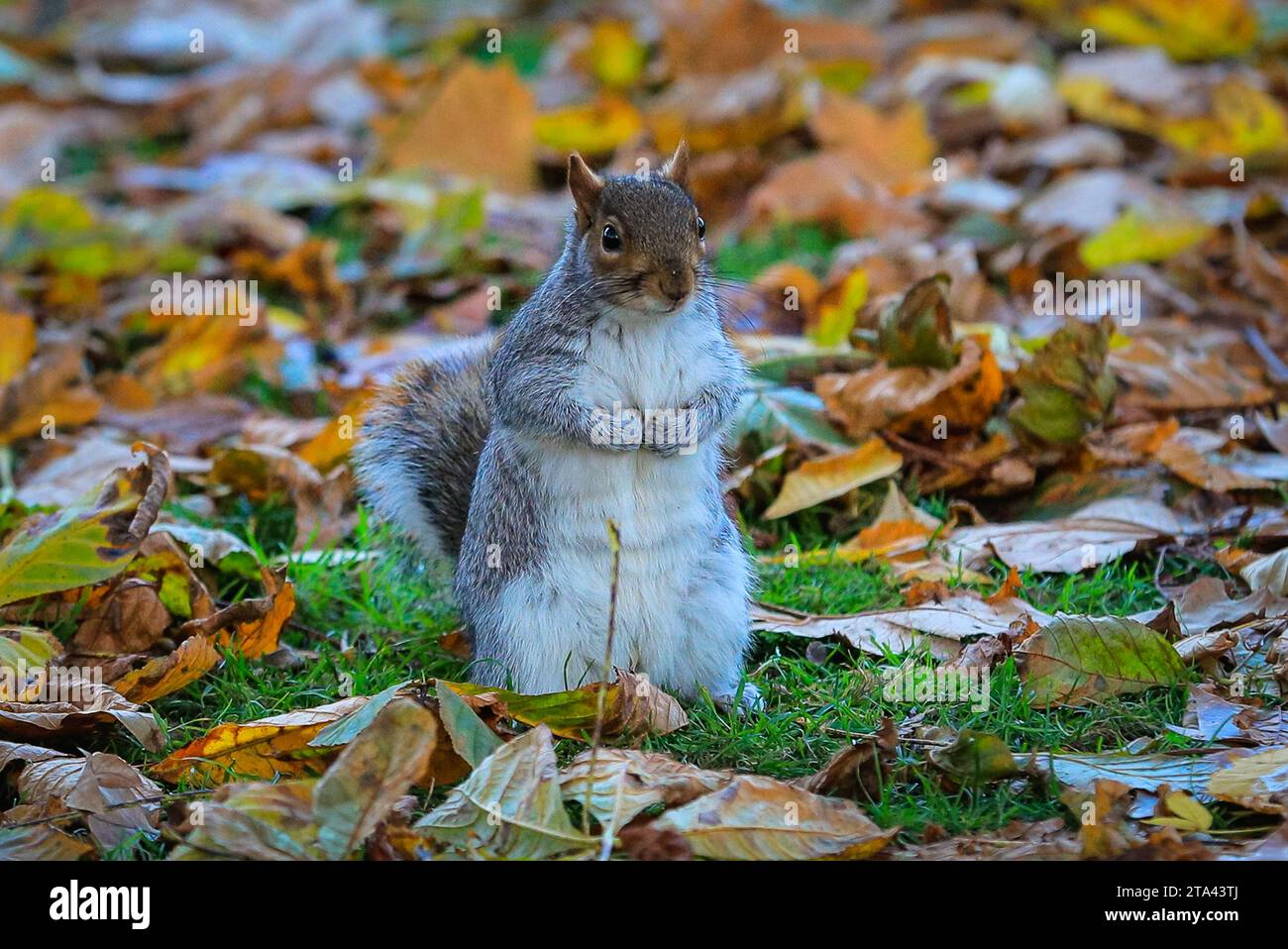 Londra, Regno Unito. 28 novembre 2023. Uno scoiattolo ruma per il cibo nelle foglie autunnali. La fauna selvatica del St James' Park di Londra sta coltivando i loro spessi camici invernali e piume mentre le giornate continuano a diventare sempre più fredde. Crediti: Imageplotter/Alamy Live News Foto Stock