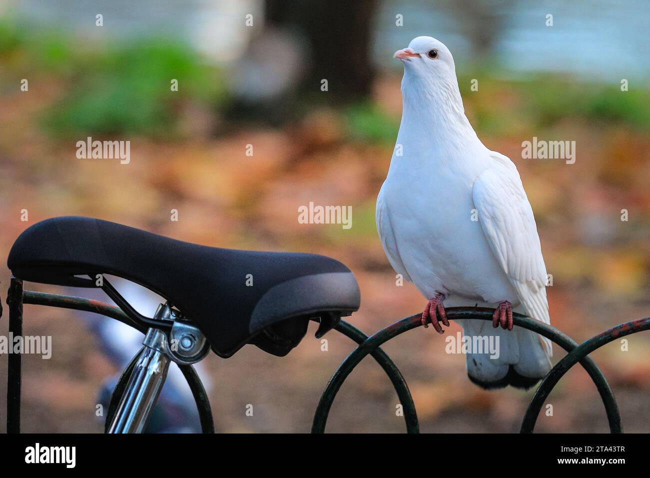 Londra, Regno Unito. 28 novembre 2023. Un piccione di roccia bianca contempla la possibilità di salire sul sedile più caldo e confortevole di una bicicletta parcheggiata. pigeon Wildlife nel St James' Park di Londra sta coltivando le loro spesse pellicce invernali e piume mentre le giornate continuano a diventare sempre più fredde. Crediti: Imageplotter/Alamy Live News Foto Stock