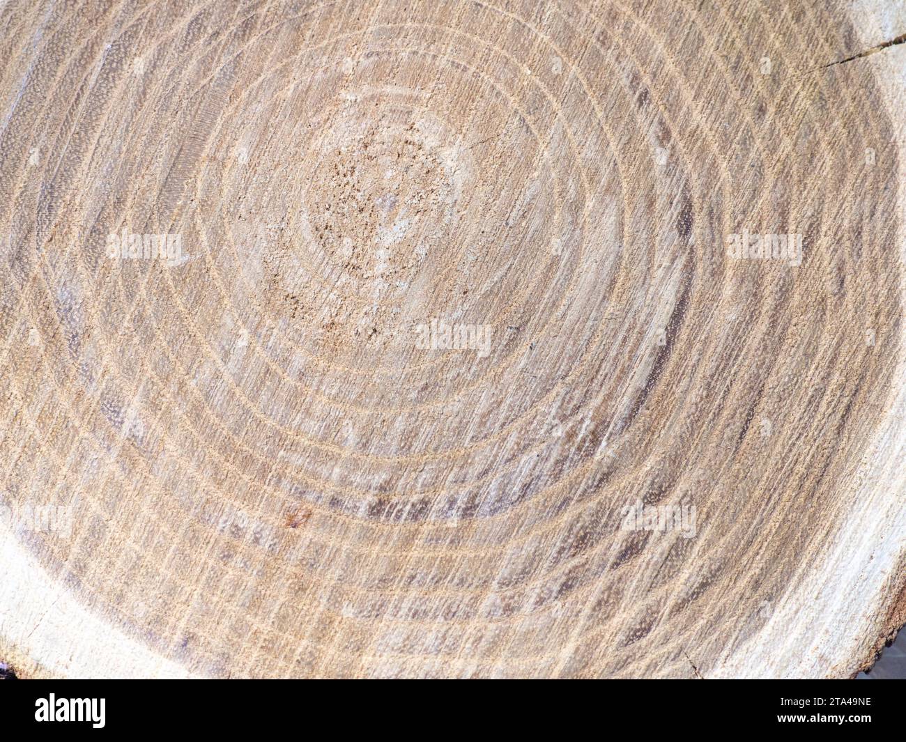 Un nuovo taglio di albero. Anelli annuali su legno. Un pezzo di legno rotondo. Sfondo con struttura interna in legno Foto Stock