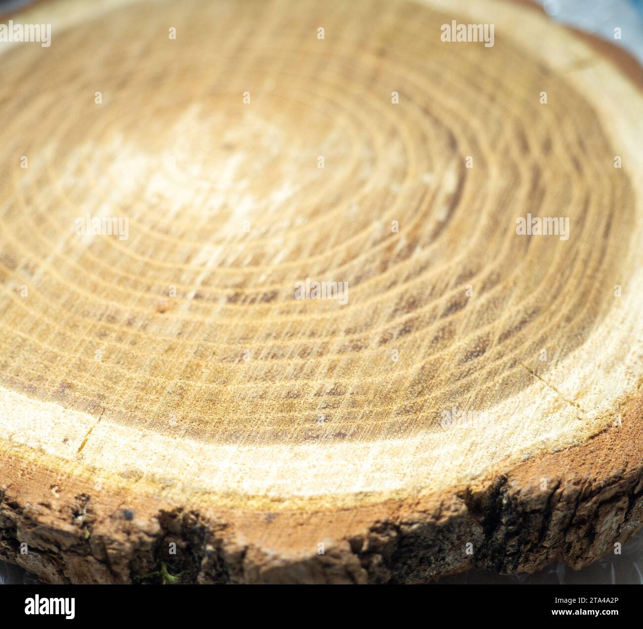 Un nuovo taglio di albero. Anelli annuali su legno. Un pezzo di legno rotondo. Sfondo con struttura interna in legno Foto Stock