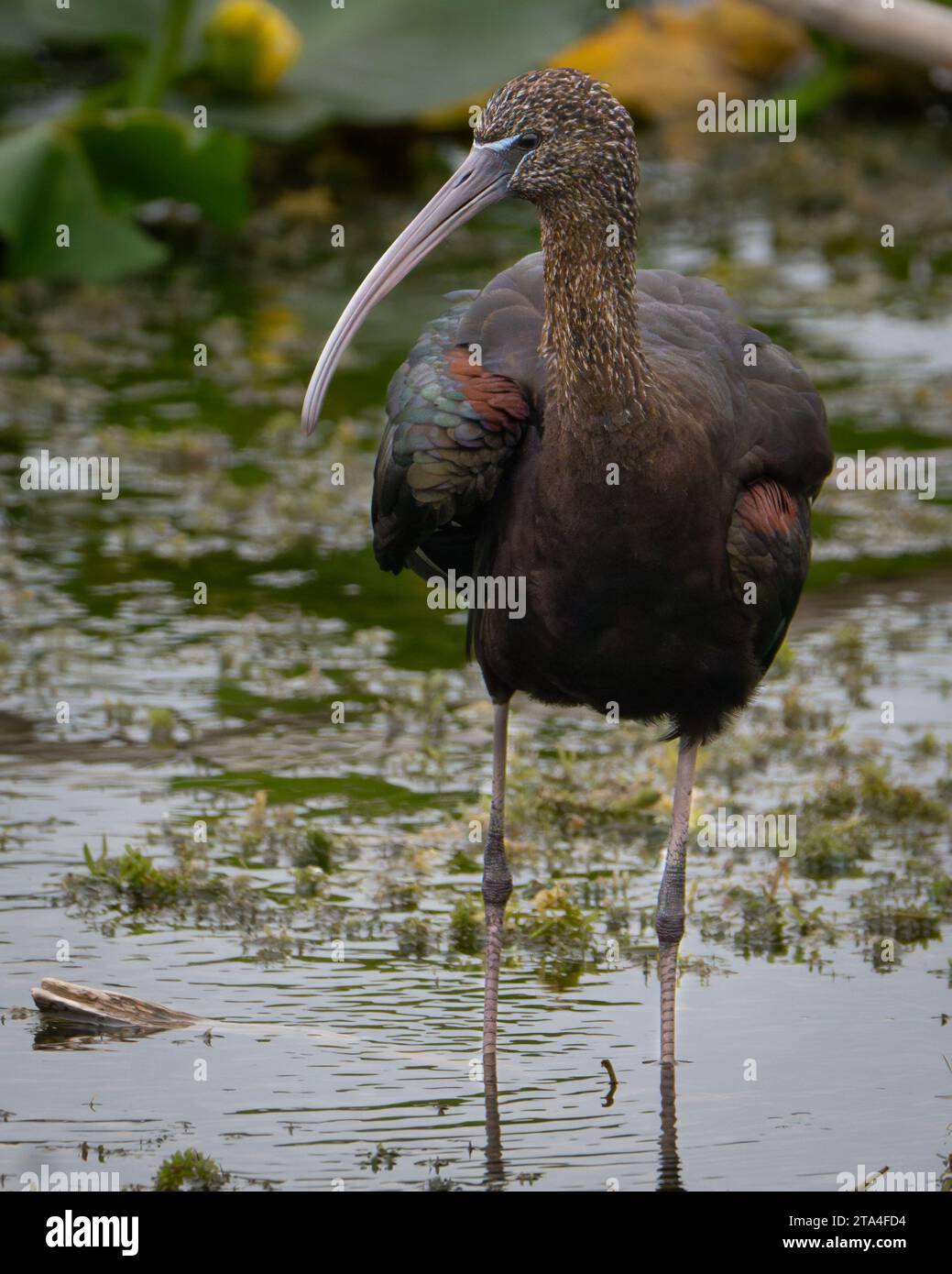 Un ibis lucido fa una pausa in una zona umida della Florida. Foto Stock