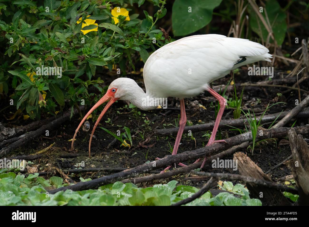 Un ibis bianco che raccoglie cibo da mangiare in questa palude della Florida. Foto Stock