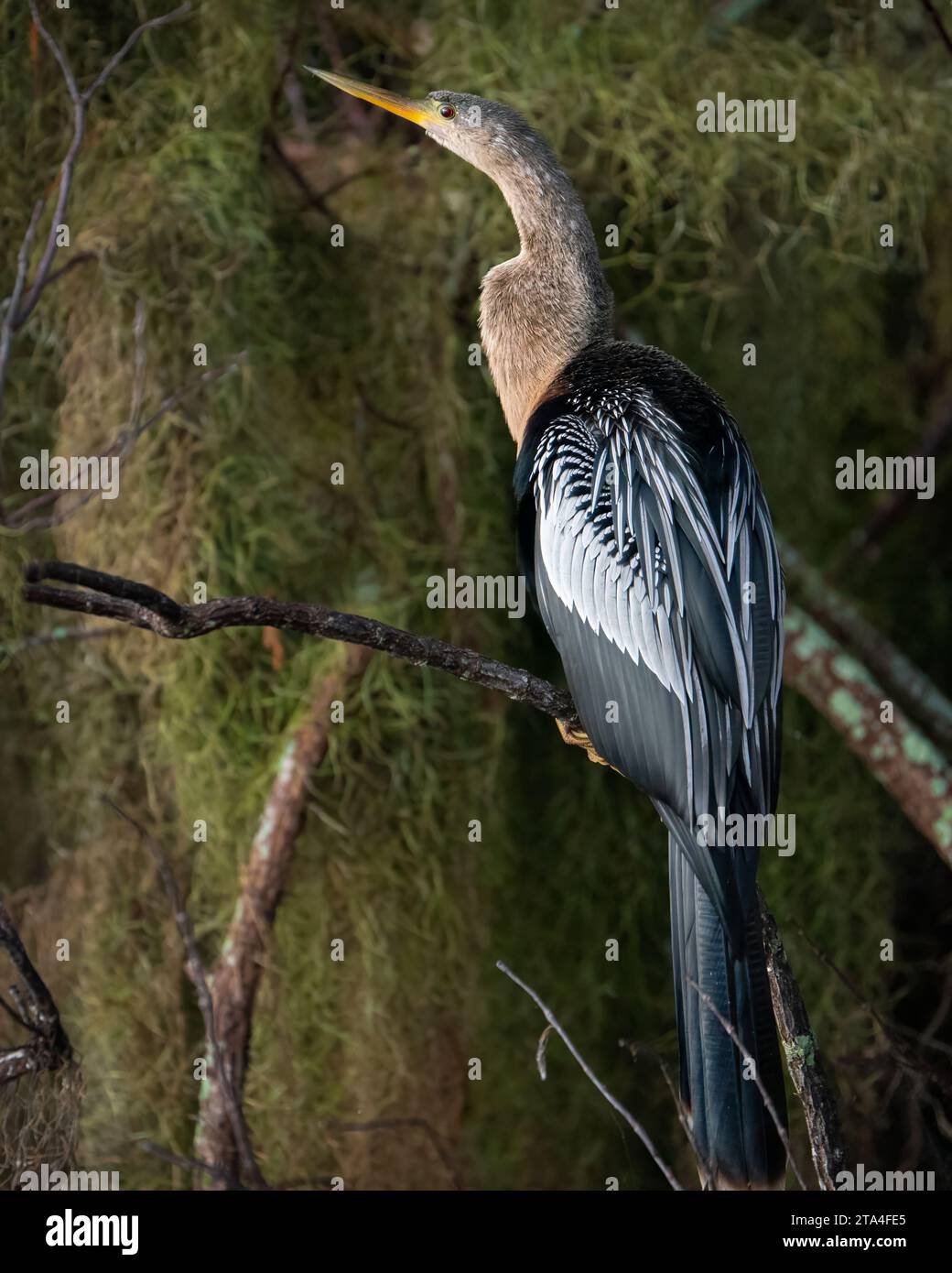 Un anhinga arroccato in una palude della Florida Foto Stock