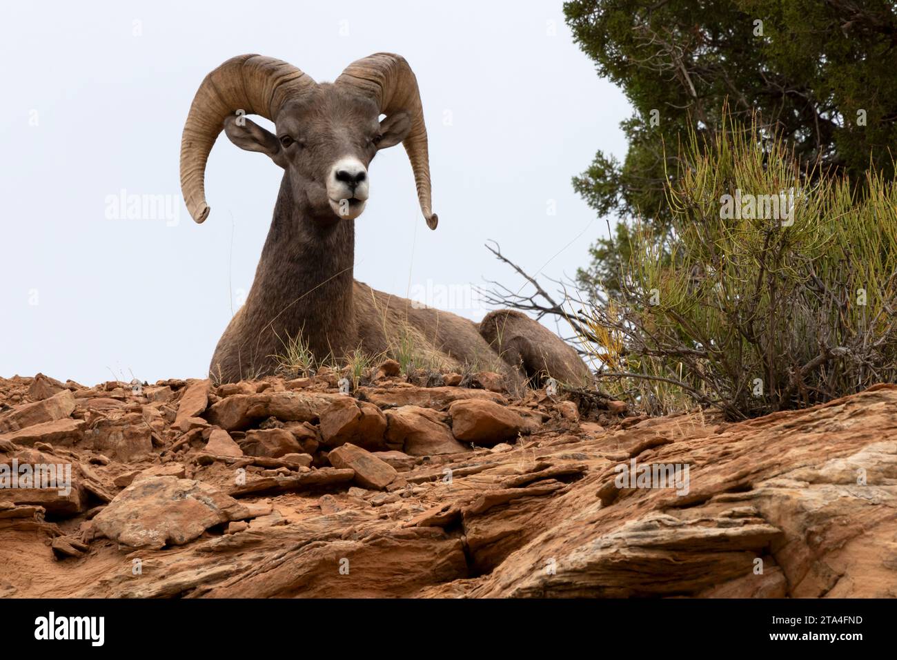 L'ariete di Bighorn riposa sulla cima di una roccia al Dinosaur National Monument nello Utah Foto Stock