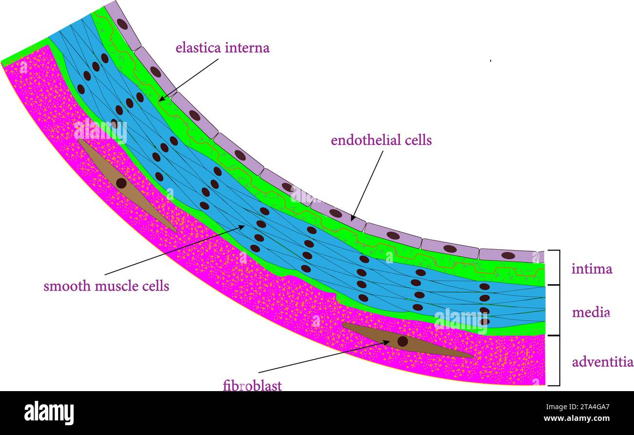 Illustrazione vettoriale dell'anatomia microscopica di un'arteria. Illustrazione Vettoriale