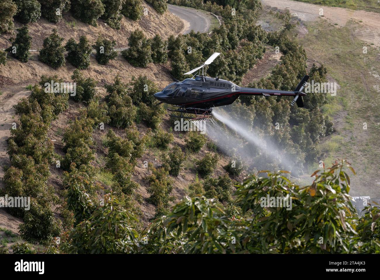 L'elicottero da agricoltura vola in basso sopra gli alberi di avocado lasciando una scia di vapore di pesticidi che si depositerà sulle foglie. Foto Stock