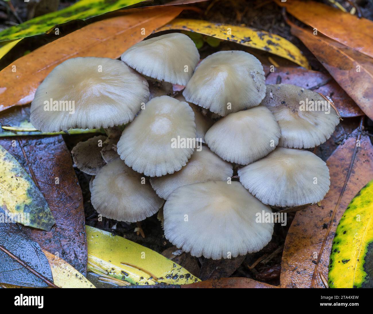 Funghi Candolleomyces. El Corte de Madera Creek Preserve, San Mateo County, California. Foto Stock