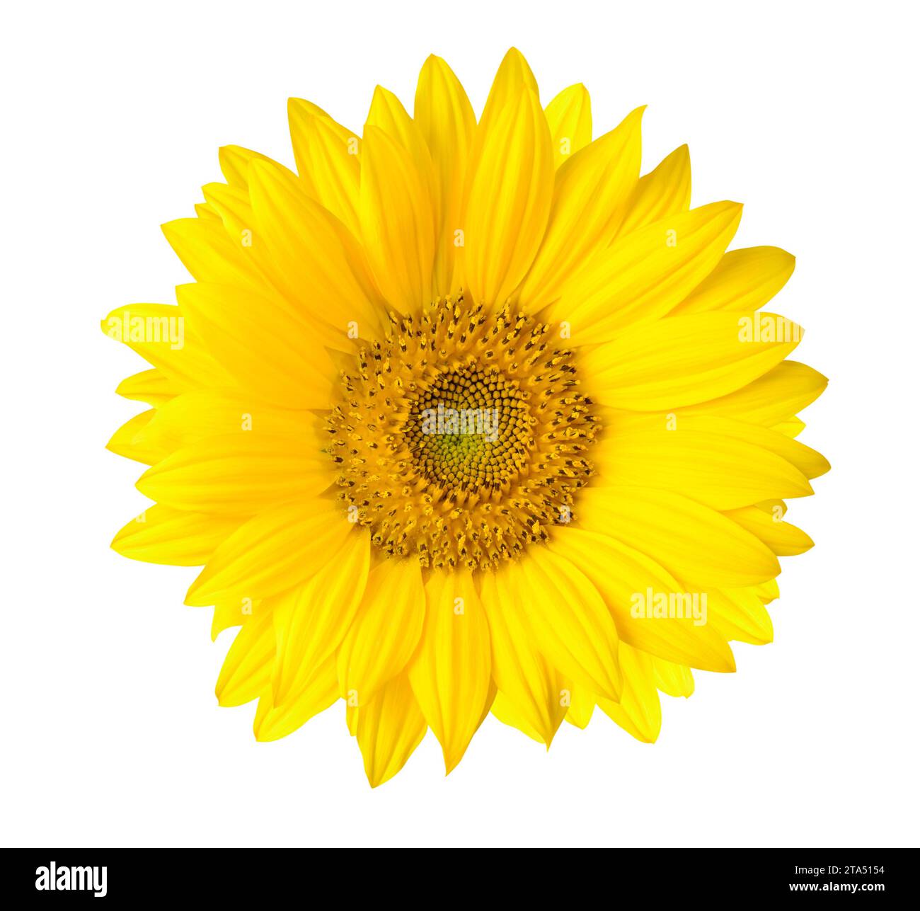 Piccolo fiore di girasole isolati su sfondo bianco Foto Stock