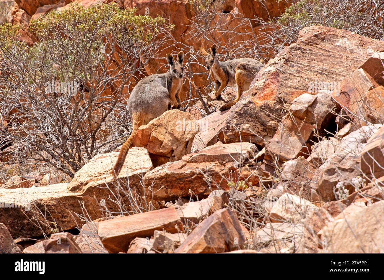 Wallaby di roccia dai piedi gialli, Arkaroola Wilderness Sanctuary Foto Stock