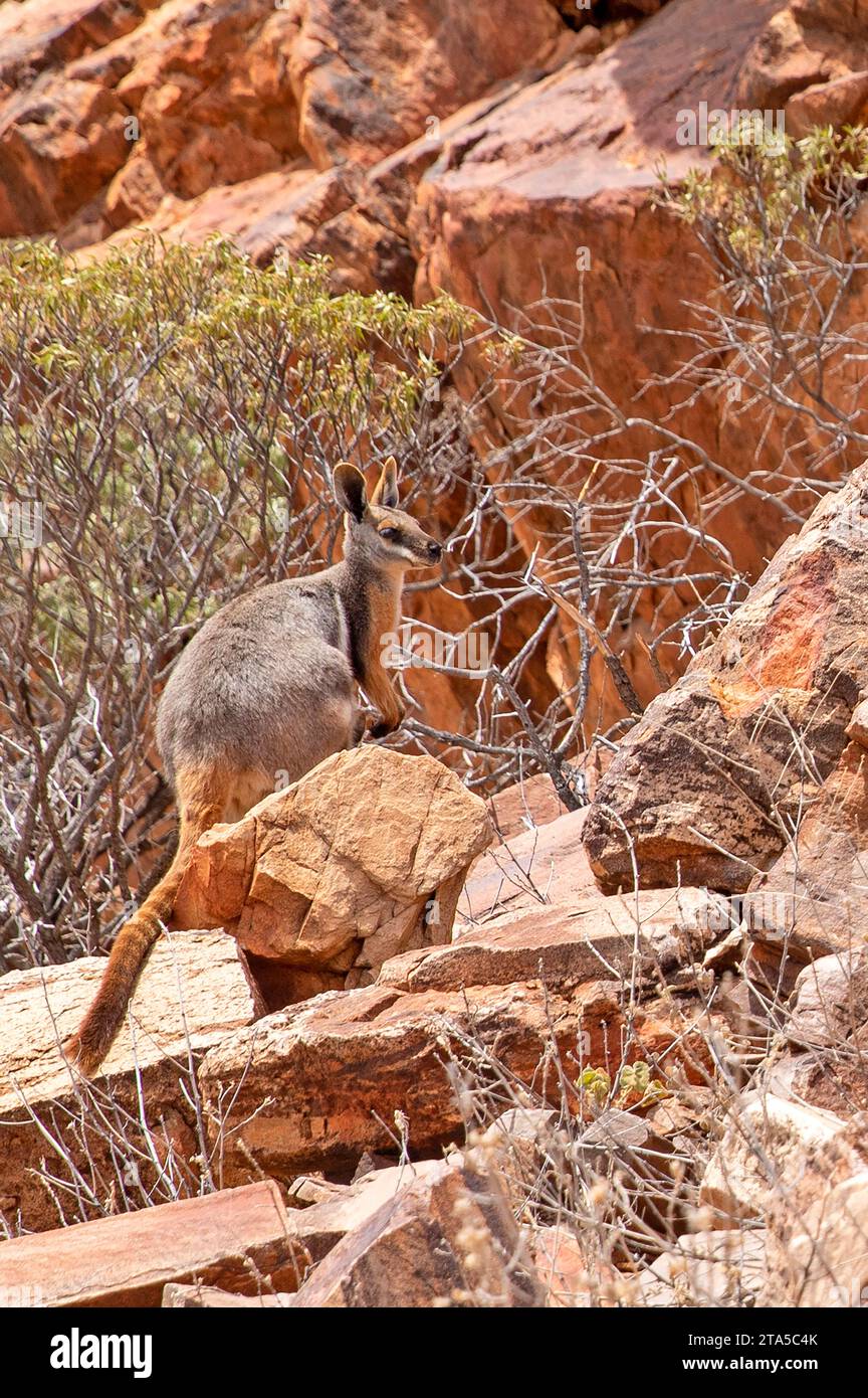 Wallaby di roccia dai piedi gialli, Arkaroola Wilderness Sanctuary Foto Stock