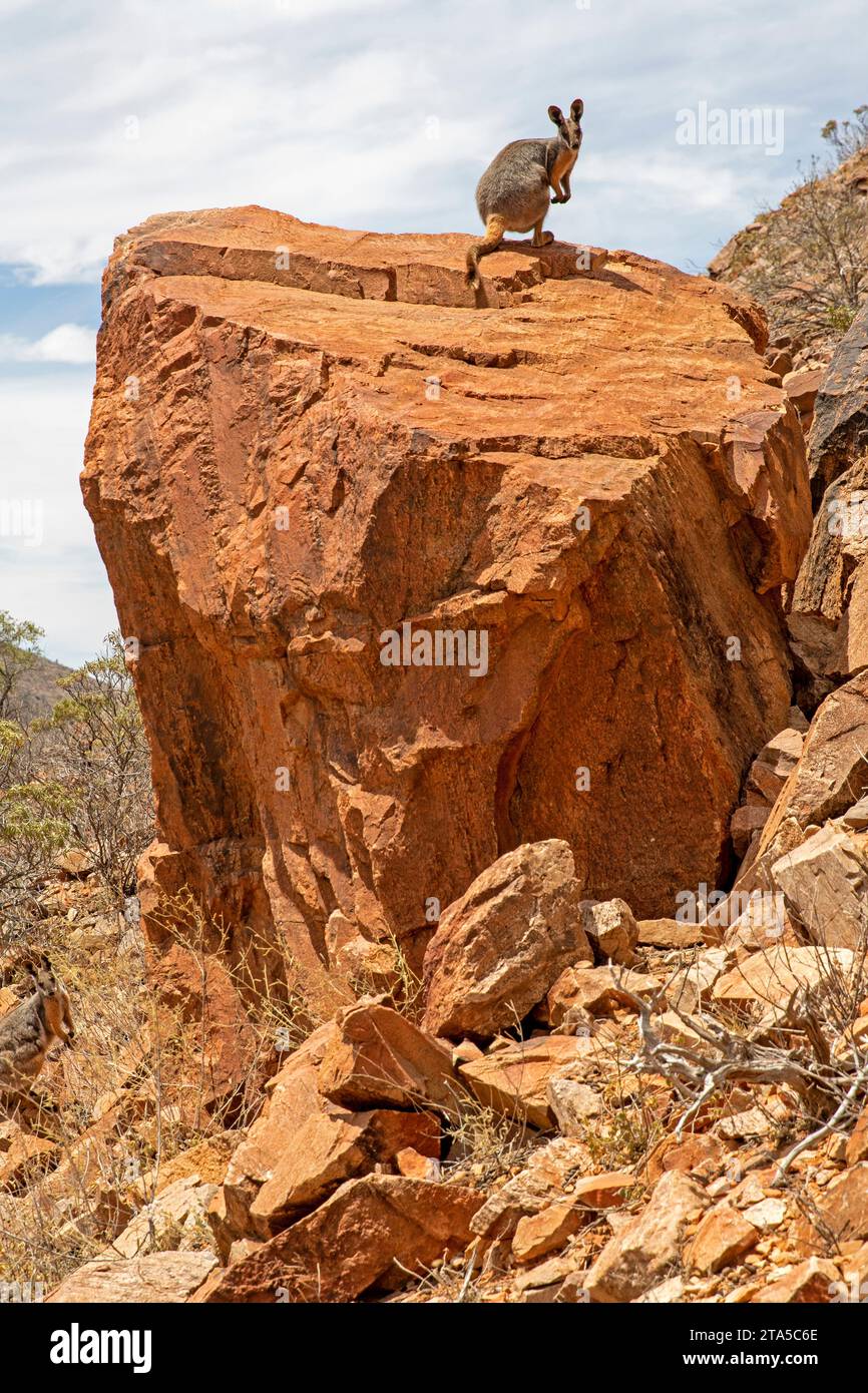 Wallaby di roccia dai piedi gialli, Arkaroola Wilderness Sanctuary Foto Stock