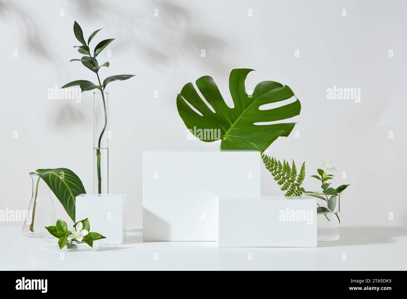 Podi bianchi a forma di cubo e rettangolare disposti con molti tipi di foglie. Vetrina per la scena del concept per il nuovo prodotto, promozione, cosmetici Foto Stock