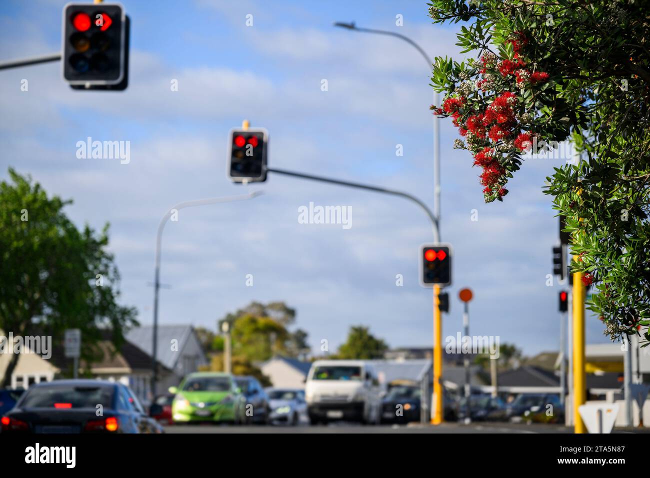 Le auto si fermano ai semafori rossi in un trafficato incrocio, gli alberi di Pohutukawa in piena fioritura in estate, l'albero di Natale della nuova Zelanda. Foto Stock