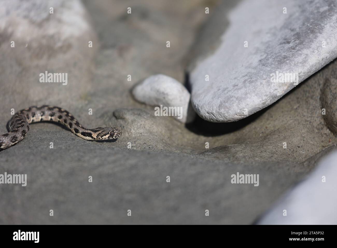 i giovani dadi serpenti su una riva del fiume nelle alpi francesi Foto Stock