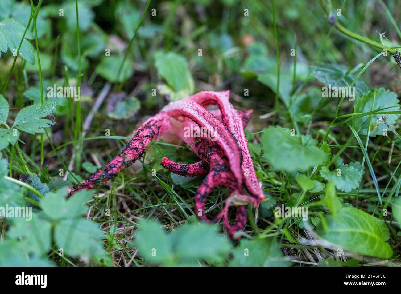 Clathrus archeri, noto anche come fungo stinkhorn o dita del diavolo nella foresta autunnale Foto Stock