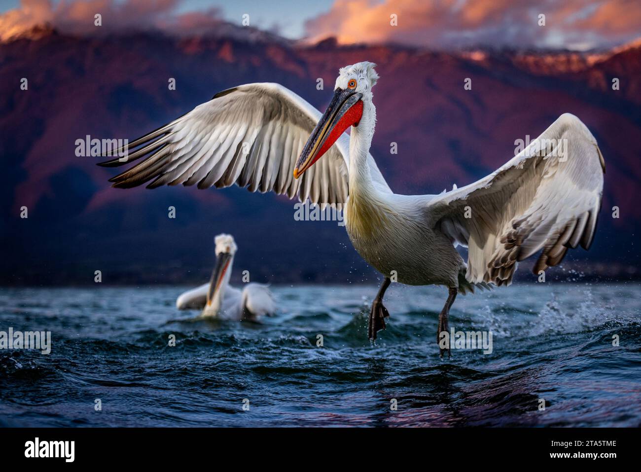 Pelican pronto a decollare DALLA GRECIA, le immagini COMICHE mostrano i pellicani dalmati che si divertono a gala sul lago Kerkini, nel nord della Grecia. Un'immagine ravvicinata o Foto Stock