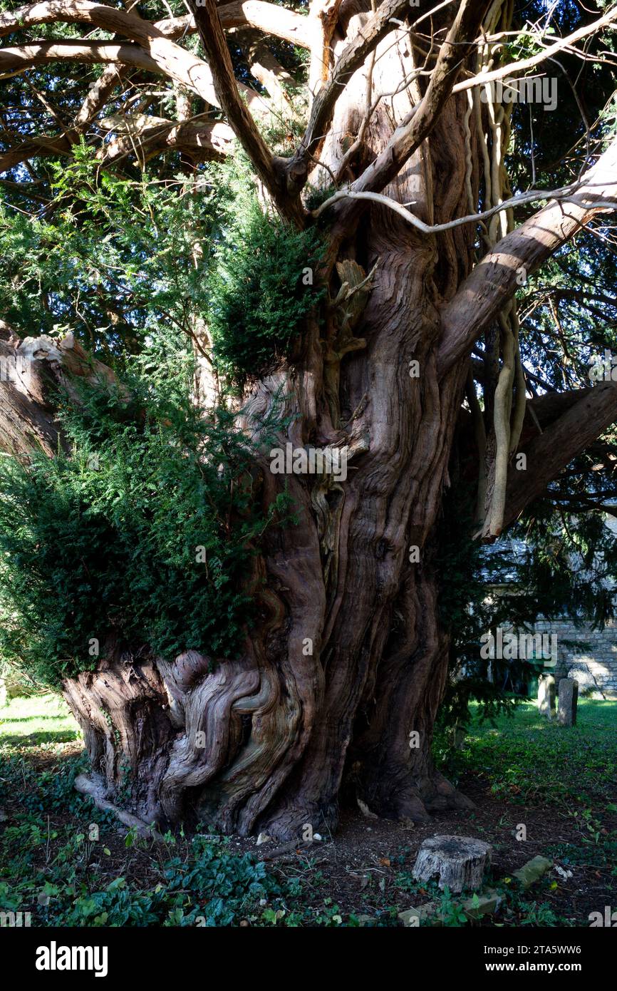 Antico albero di tasso a St. Paul’s Curchyard, Broadwell, Gloucestershire, Inghilterra, Regno Unito Foto Stock