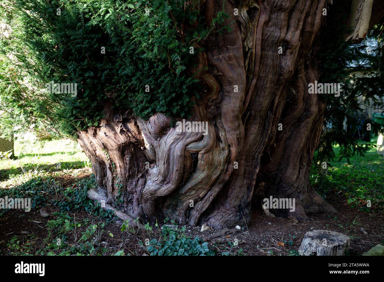 Antico albero di tasso a St. Paul’s Curchyard, Broadwell, Gloucestershire, Inghilterra, Regno Unito Foto Stock